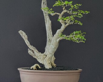 Bonsai Tree Cudrania Chocinchinensis Actual Picture Small Size Balge 8