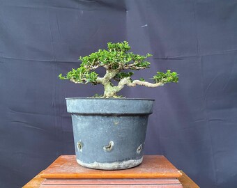Bonsai Tree Premna Microphylla Actual Picture Mame Size Balge 77