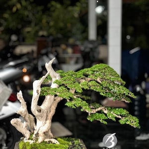 May include: A bonsai tree with a light-colored trunk and vibrant green foliage. The tree is planted in a square, brown pot and sits on a surface. The tree's branches extend outward, creating a visually appealing shape. The image has a blurred background.