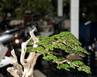 Premna Microphylla Bonsai Tree Medium Size Actual Picture Made bali bonsai