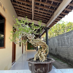 May include: A bonsai tree with a thick, twisted, light-colored trunk and exposed roots planted in a dark brown, hexagonal ceramic pot. The tree features thin, winding branches covered in small, vibrant green leaves, creating a dense canopy.