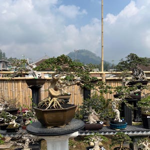 May include: A collection of bonsai trees displayed on tiered shelving. The central bonsai features a thick, twisted, light-colored trunk with exposed roots in a brown hexagonal pot, surrounded by various other bonsai specimens in diverse pots.