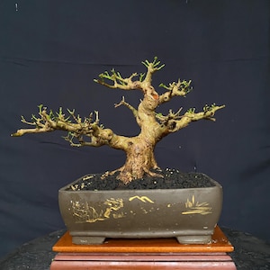Premna Microphylla Material Bonsai Tree - Actual Picture Balge 01