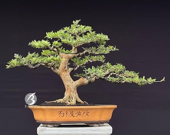 Desmodium Micro Blue Bell Actual Picture Bonsai Tree By Balge