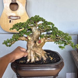 Puede incluir: Un bonsái con un tronco grueso y texturizado y follaje verde denso, plantado en una maceta de cerámica de color marrón oscuro con varios lóbulos. El árbol presenta marcas de poda visibles en sus ramas y está en tierra oscura con gránulos.