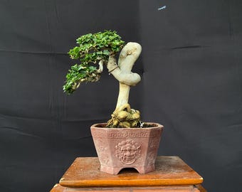 Premna Microphylla Starter Bonsai Mame Size Actual Picture Balge 14256