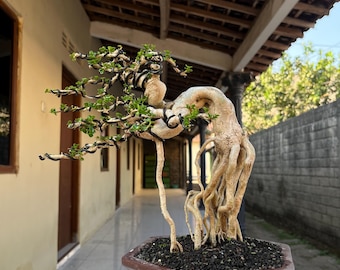 Premna Microphylla Actual Picture Mame Size Bonsai Tree Exposed Roots Style