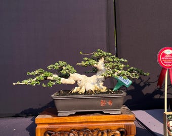 Premna Microphylla Bonsai Tree Mame Size Actual Picture 900