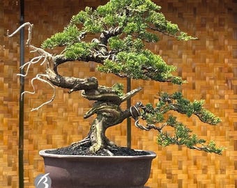Bonsai Tree Juniperus Cinensis Medium Actual Picture Saka