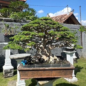 May include: A well-established bonsai tree with a gnarled trunk and vibrant green leaves. It's housed in a rectangular brown pot, supported by a white pedestal. The backdrop features a grey wall, a terracotta roof, and a bright blue sky.
