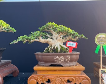 Bonsai Premna Microphylla Actual Picture Small Size Beauty 237