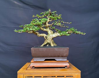 Bonsai Tree Premna Microphylla Natural Bonsai Actual Picture 29