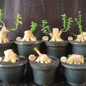 May include: Seven small bonsai trees in black pots. The trees have thick, textured trunks and are topped with green leaves. Each pot has a small, numbered tag. The background is a solid black.
