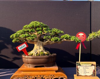 Premna Microphylla Bonsai Tree Actual Picture Small Size Good Quality By Balge 2365