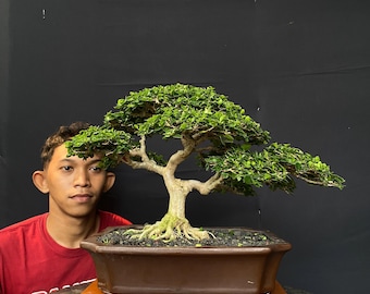 Premna Microphylla Bonsai Actual Picture Small Size Balge