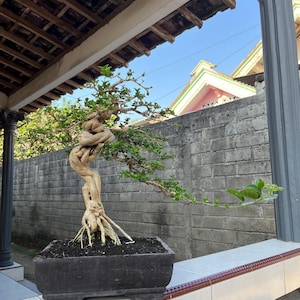Bonsai di Premna Microphylla, foto reale, dimensioni medie, di Balge