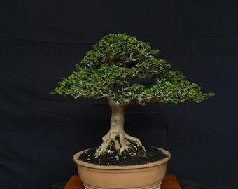 Árbol bonsái Premna Microphylla (imagen real, tamaño pequeño) de Blage (árbol de interior y exterior, 457)