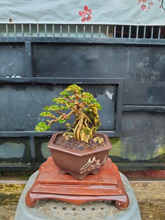 Mame Size Premna Microphylla Bonsai OTR (On The Rock) - actual picture  pilot bonsai