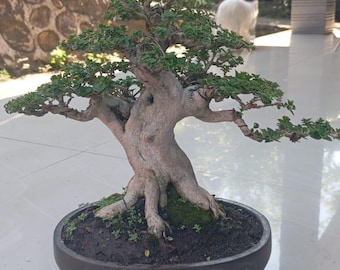 Premna Microphylla Bonsai Actual Picture By Balge Plant Toni