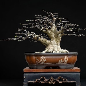 Weightia Religiosa Tatsächliche Pflanze Bonsai Baum Kleine Größe Hrj 1547