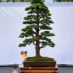 Op de afbeelding: Een zorgvuldig vervaardigde bonsai-boom met weelderig groen gebladerte en een dikke, getextureerde stam. De boom staat in een rechthoekige bruine pot, geplaatst op een houten standaard. Er zijn prijzen en een trofee te zien.