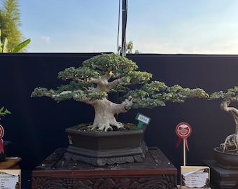 Premna Microphylla Bonsai Actual Picture size Small 14