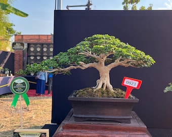 Bonsai Tree Premna Microphylla Small Size Actual Picture Contest Quality 9976