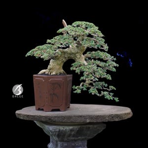 Bonsai Tree Premna Microphylla Semi Cascade Medium Size Actual Picture Bonsai Duma