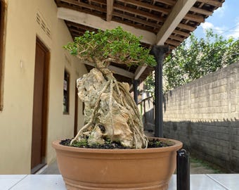 Premna Microphylla Bonsai On The Rock Actual Picture 1241