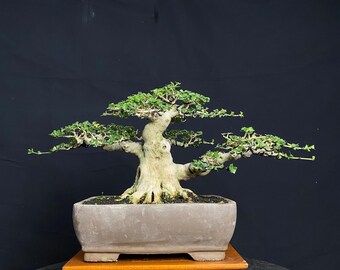 Árbol bonsái Premna Microphylla (Imagen real) Planta viva para interior y exterior 136