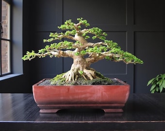 Premna Microphylla Bonsai Actual Picture Bonsai alit Medium Size