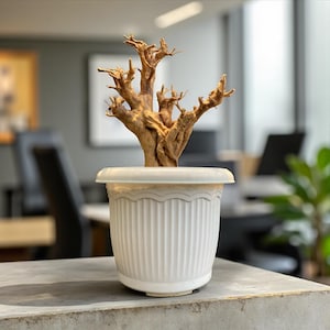 Bougainvillea Singapore med rosa blommaterial bonsai stor stam gammal karaktär