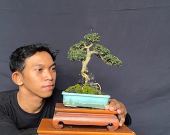 Serissa Japonica Tree Bonsai Small Size Actual Picture