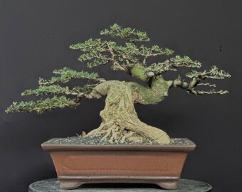 Bonsai Tree Desmodium Blue Bell Actual Picture Balge 7