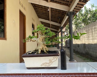 Premna Microphylla Bonsai Tree Actual Picture Shito Size Beauty By Balge 21