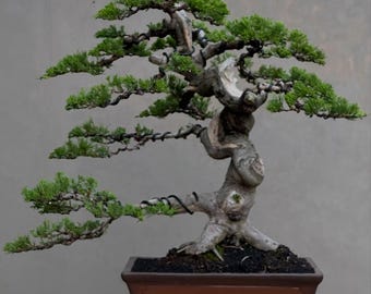 Juniperus Chinensis Bonsai Tree Actual Picture Hrj 55