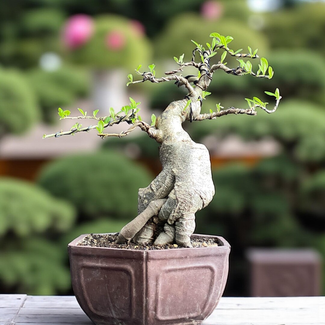 バオバブ盆栽 大きな幹 01 - Etsy 日本