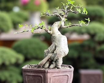 Baobab Bonsai Tree Adansonia Bonsai Big Trunk Actual Picture|069 - Etsy