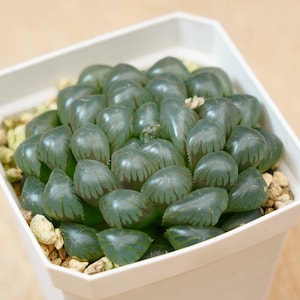 Lucky  Plants - Haworthia Ice Lantern | Indoor/Outdoor Decor | Gift for Plant Lovers