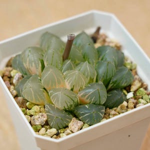 Lucky  Plants - Haworthia Cooperi OH Variegated | Indoor/Outdoor Decor | Gift for Plant Lovers