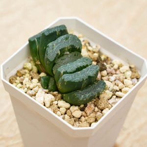 Lucky  Plants - Haworthia truncata eighteen coulee vaeiegated | Indoor/Outdoor Decor | Gift for Plant Lovers