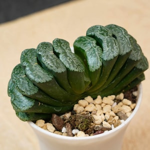 Lucky  Plants - Haworthia truncata xuanwu | Indoor/Outdoor Decor | Gift for Plant Lovers