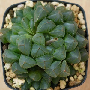 Lucky  Plants - Haworthia Cooperi OH | Indoor/Outdoor Decor | Gift for Plant Lovers