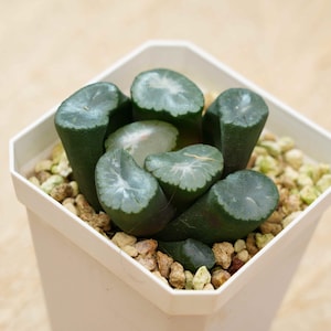 Lucky  Plants - Haworthia Truncata Big Bang | Indoor/Outdoor Decor | Gift for Plant Lovers