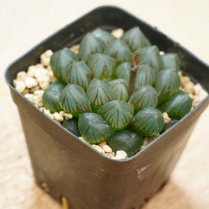 Lucky  Plants - Haworthia cooperi OM | Indoor/Outdoor Decor | Gift for Plant Lovers