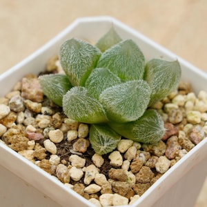Lucky  Plants - Haworthia cooperi hair | Indoor/Outdoor Decor | Gift for Plant Lovers