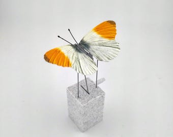 Orangetip Butterfly Automata (Anthocharis cardamines) - Flapping Kinetic Sculpture