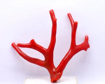 New Arrivals!! Genuine Tree 100% Natural Italian Red Coral Branch Cabochon  Gemstone, AAA+ Quality Coral Polished Stick Raw Well Polished