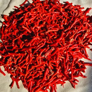 Può includere: Un mucchio di rami di corallo rosso vivo. I pezzi di corallo hanno una forma e una consistenza naturale e irregolare, con un colore ricco e saturo. Il corallo viene probabilmente utilizzato per gioielli o scopi decorativi.