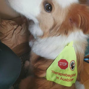 May include: A brown and white dog wearing a bright yellow vest with the word "STOP" inside a red octagon. The vest also has the text "Therapiebegleithund in Ausbildung" in green. The dog is looking up.